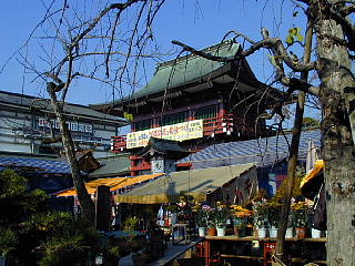 菊祭りの笠間稲荷神社